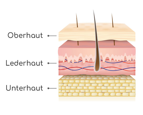 Aufbau Haut Abbildung