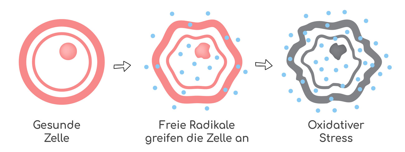 Oxidativer Stress Entstehung